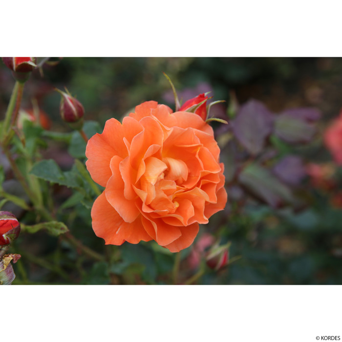 Rosier Westerland®