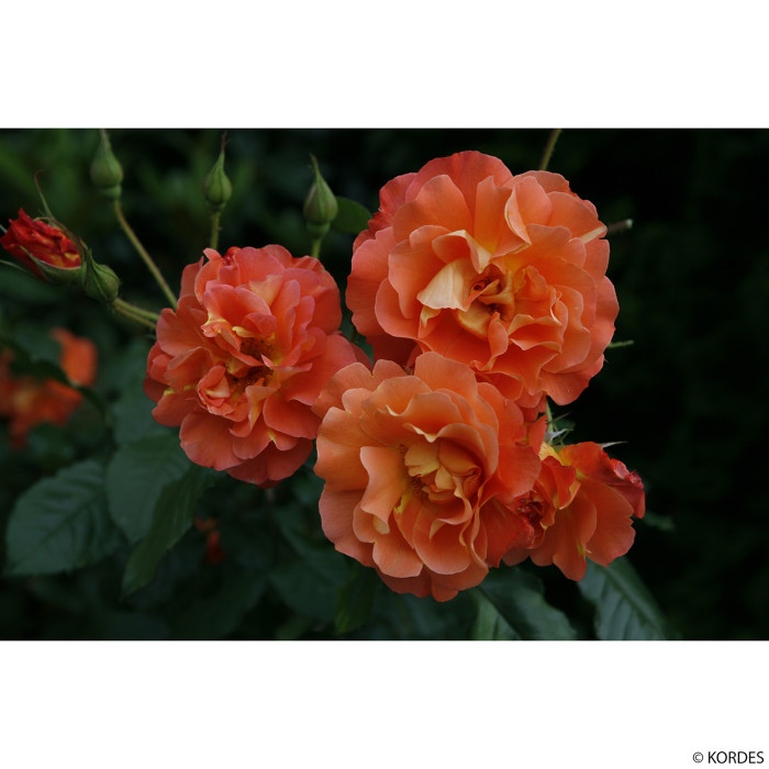Rosier Westerland®