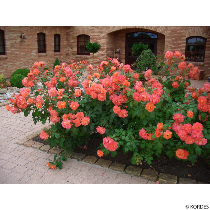 Rosier Westerland®