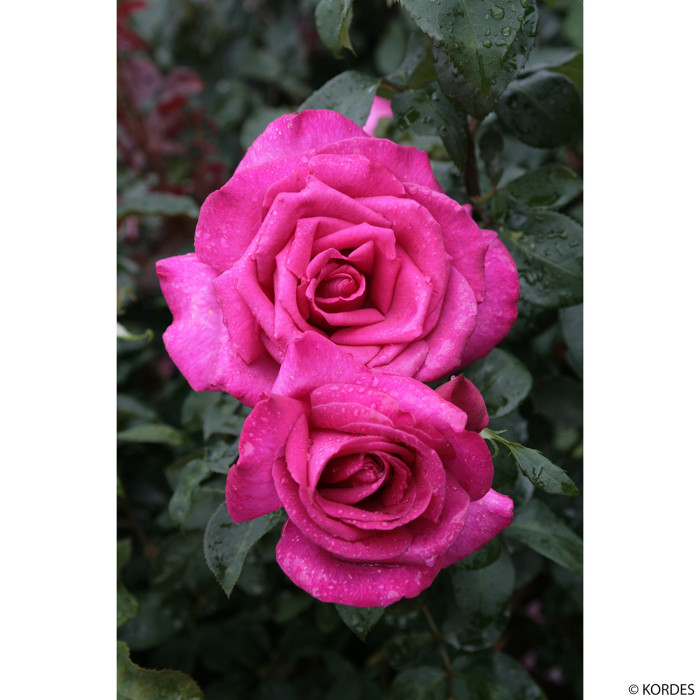 Rosier XXL® Korbilant