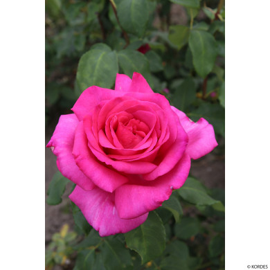 Rosier XXL® Korbilant