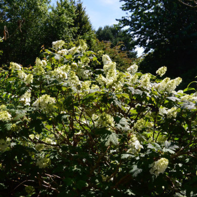 Hydrangea quercifolia Snow Queen® flemygea