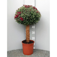 Chrysanthèmes petites tiges rouge