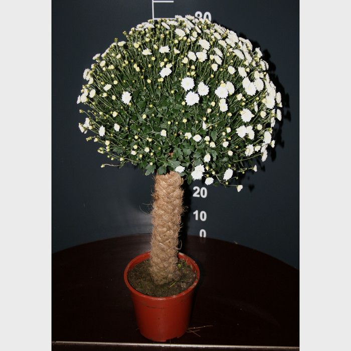 Chrysanthèmes petites tiges blanc