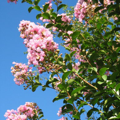 Lagerstroemia indica Soir d'été® dessoi 062 c.o.v.