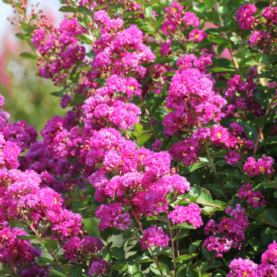 Lagerstroemia indica Violet d'été®