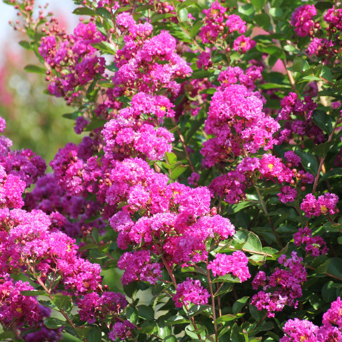 Lagerstroemia indica Violet d'été®
