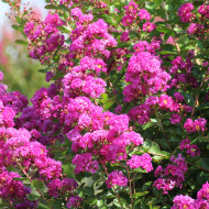 Lagerstroemia indica Violet d'été®