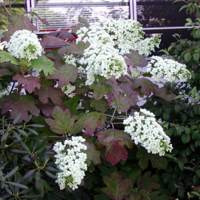 Hydrangea quercifolia Snowflake® brido