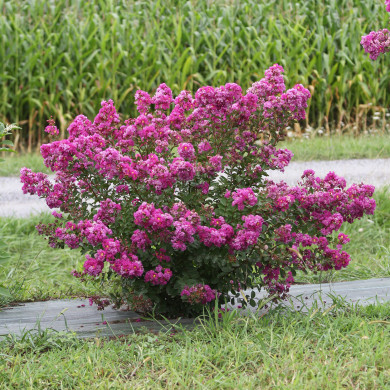 Lagerstroemia indica Violet d'été®