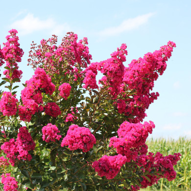 Lagerstroemia indica Fuchsia d'été® indyfus