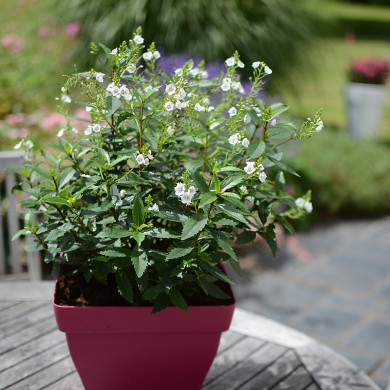 Parahebe catarractae 'Avalanche'