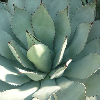 Agave parassana