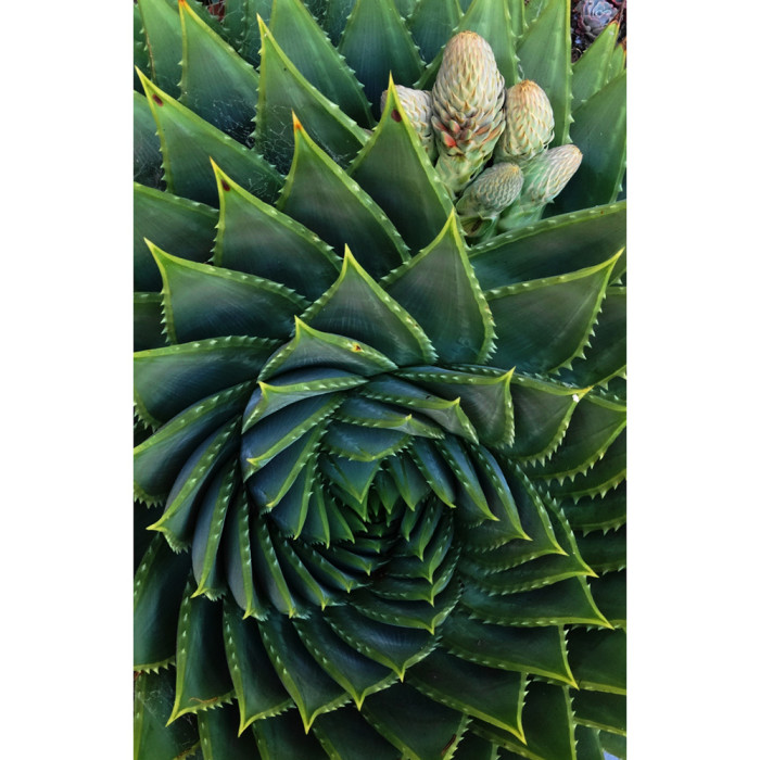 Aloe polyphylla