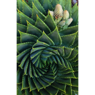 Aloe polyphylla