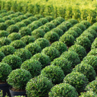 Buxus Betterbuxus® Skylight her2009b03