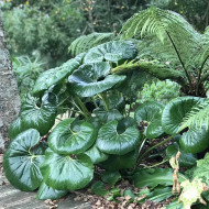 Farfugium japonicum