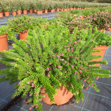 Grevillea lanigera 'Mount Tamboritha'