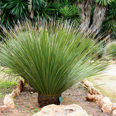 Dasylirion glaucophyllum