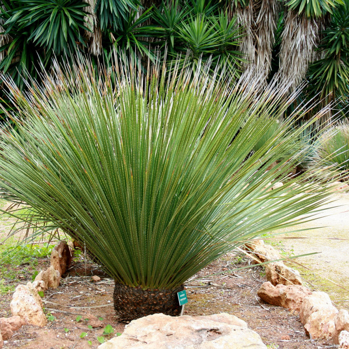 Dasylirion glaucophyllum