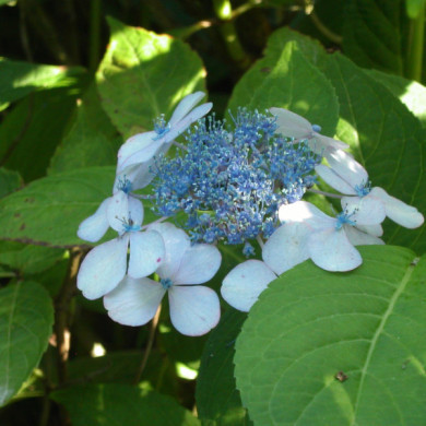 Hydrangea serrata 'Bluebird'