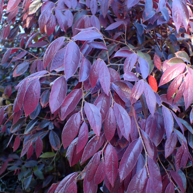 Loropetalum chinense 'Pipa's Red'