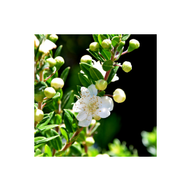 Myrtus communis subsp. Tarentina