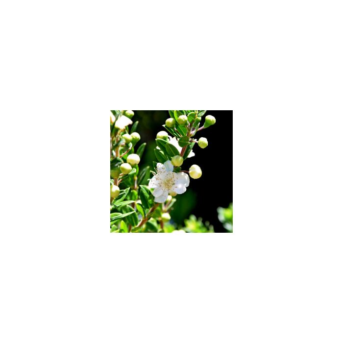 Myrtus communis subsp. Tarentina