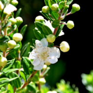 Myrtus communis subsp. Tarentina