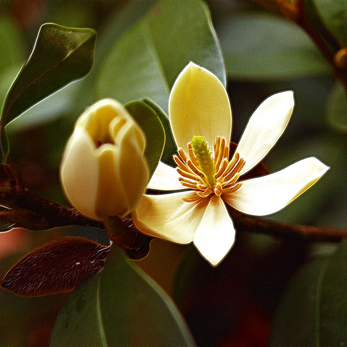 Michelia figo