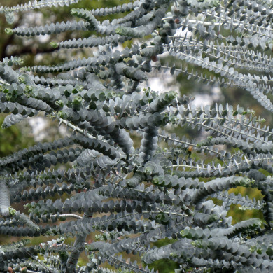 Eucalyptus pulverulenta 'Baby Blue'
