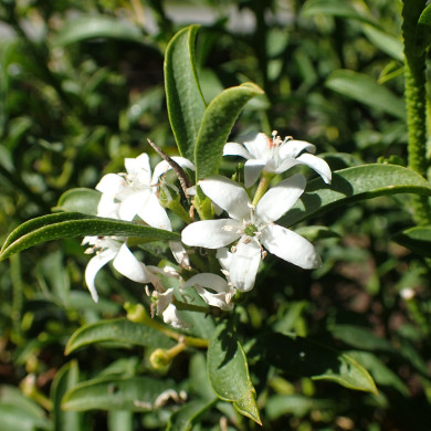 Eriostemon myoporoides