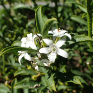 Eriostemon myoporoides