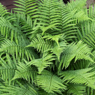 Dryopteris filix mas