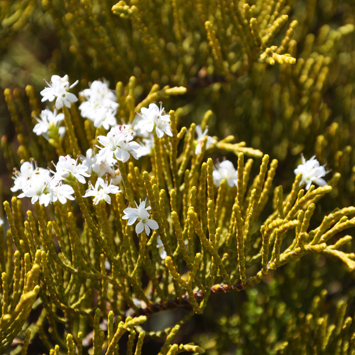 Hebe ochracea