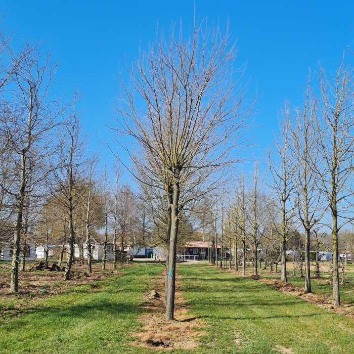 Morus alba
