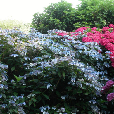 Hydrangea serrata 'Bluebird'