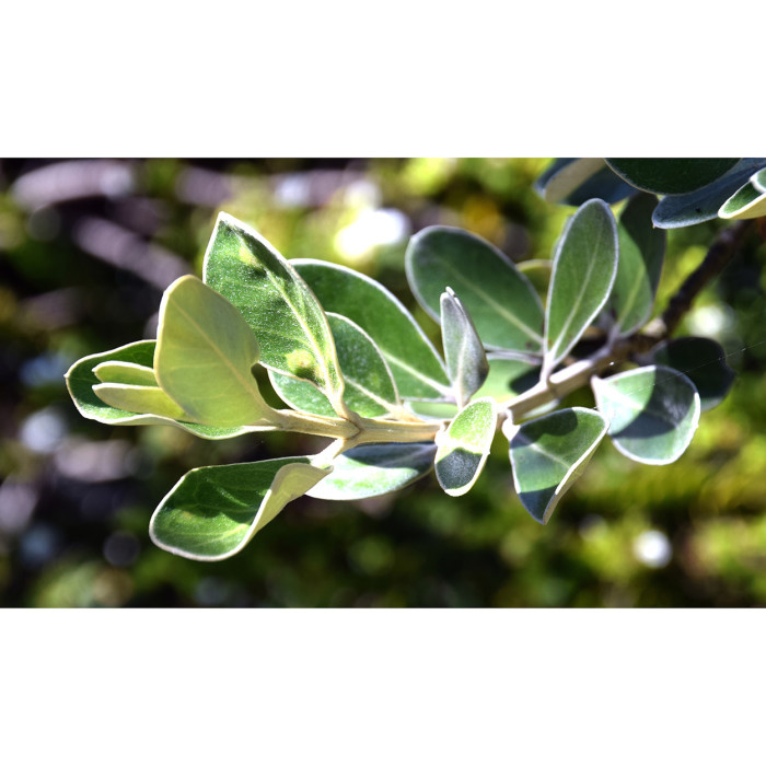 Olearia traversii