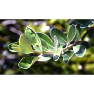 Olearia traversii