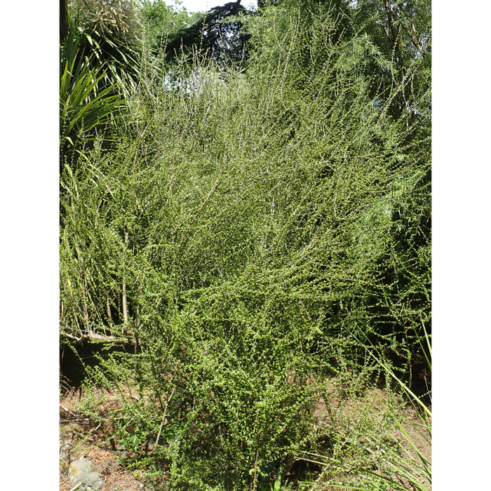 Olearia virgata