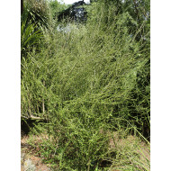 Olearia virgata