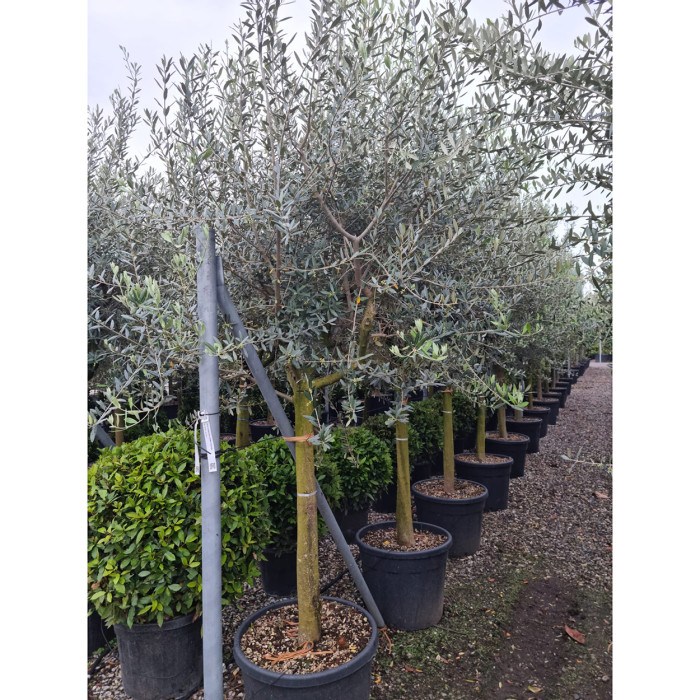 Olea europaea
