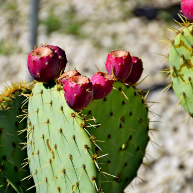 Opuntia engelmannii 'Rastrera'