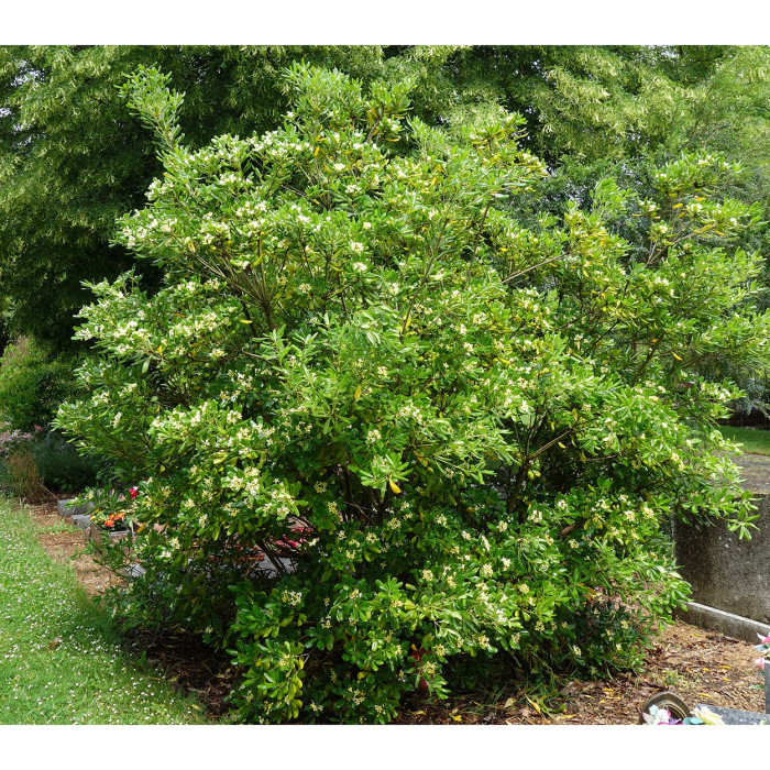 Pittosporum tobira