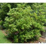 Pittosporum tobira