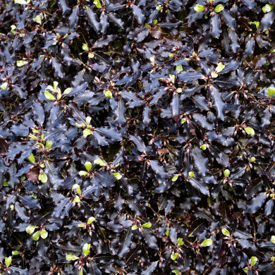 Pittosporum tenuifolium 'Tom Thumb'