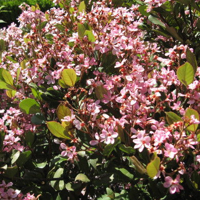 Rhaphiolepis indica Springtime® 'Monme'