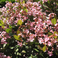 Rhaphiolepis indica Springtime® 'Monme'