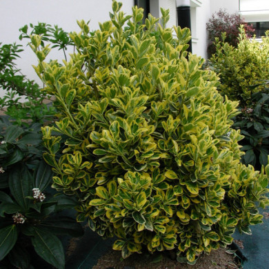 Euonymus japonicus 'Aureomarginatus'