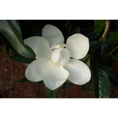 Magnolia grandiflora Alta® 'TMGH'